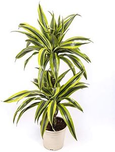 Dracaena L