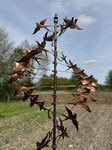 Mayfair Outdoor Wind Sculpture, Large Swallow bird Metal Wind Spinner Garden Decor