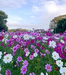 Cosmos Flower Seeds Crazy for Cosmos bipinnatus Mix Bulk Package of 1500 Seeds Non-GMO-Cosmos (10g)