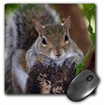 3dRose LLC 8 x 8 x 0.25 Inches Mouse Pad, Squirrel Animal on Log Hanging Out (mp_178591_1)