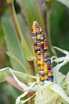 Oakwood Farms Imported sweet corn seeds | mixed color shade corn Seeds | sweet corn Seed For Farming your Home & Garden planting Pack of 20 seeds
