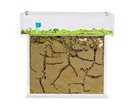 AntHouse - Natural Sand Ant Hill | Acrylic T BIG Kit 25x20x1,5 cm | Ant Farm