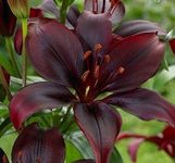 Ritz Farming Asiatic Lily Mixed Colour Flower Bulbs Imported Veriety flower bulbs combo pack for Garden & Outdoors (Pack of 2 Flower Bulbs)