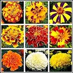 200 Pcs Mixed Marigold Seeds Flower