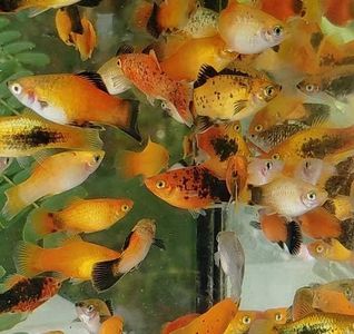 5 Assorted Platy- Live Tropical Fish