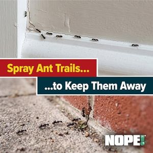 NOPE! CP Ant Killer, 5 Litre – Long-Lasting, Fast Acting Indoor & Outdoor