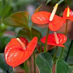 LITTLE JUNGLE Anthurium Orange with Flowers - Healthy Live Plant with White Pot, Air Purifying Plant, Indoor Plants for Living Room, Gifting, Bedroom, Kitchen, Garden, Balcony, Home Décor, Office Desk