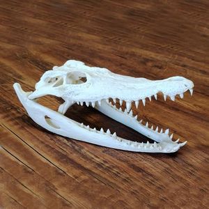 Real Crocodile Skull Taxidermy, Animal Skull Specimen, Genuine Bone Collection Ornament, 11.8 inches - 13.7 inches