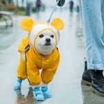 Dog Raincoats Rain Snow Coats Waterproof Clothing (4 Four Legs) Raincoat Full Cover Dogs Hooded Transparent (Yellow Colour With Decorative Hooded Ears) (18), 1 Count