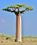 Green Paradise® Rare Baobab tree Kalpvriksh choramlo Live Healthy Plant suitable for bonsai