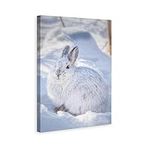 Snowshoe Hare Cute Rabbit Canvas Po