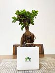 Abana Homes Ficus Bonsai Live Plant for Home Indoor Decor - 4 Year Old