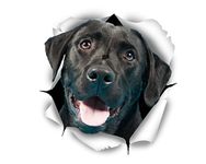 Winston & Bear 3D Dog Stickers - 2 Pack - Cute Black Labrador Retriever Stickers for Wall, Fridge, Toilet and More - Retail Packaged Black Labrador Decals