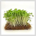 SiriDepot Coconut Coir husk Fibre Microgreens Growing Mats Biodegradable Large Pack of 3