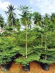 Creative Farmer Terminalia Mentalis Chinese Mantaly - Outdoor Shade Plant (Best & Ornamental Tree) Green