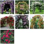 Be-Creative Climbing Rose Flower Se