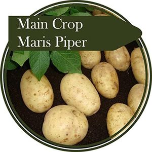 2 kg de tubérculos de patata Maris Piper patata principal una de las plantas más versátiles y atractivas con flores moradas. Las papas saben genial como papas fritas, puré, asados o simplemente