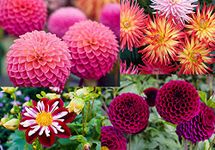 Dahlia Mixed Varieties 50 Seeds- Dahlia Cactus, Pom pom, Mignon, Diablo etc in 1 Packet