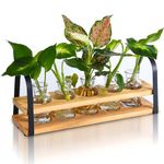 VIKEYHOME Plant Propagation Stations with Wood Stand, Desktop Plant Terrarium for Propagating Hydroponic, Flower Vase for Home Kitchen Office Decor, Plant Lover Gifts