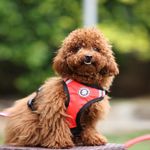 PETS LIKE PREFECT CREATION Dog Padded Harness| Easy Control Handle for Small, Medium & Large Dogs| Dog Harness Comes with Red-Orange Mix Color for Small Size Dogs