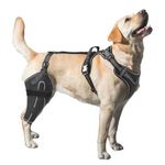 LISPOO Dog Knee Brace for Torn Acl Hind Leg,luxating Patella,Arthritis,Dog Acl Knee Brace with Metal Splint Hinged Support for CCL, Dog Knee Brace(M)