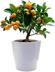Calamondin