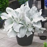 GardenersDream Senecio Angel Wings - Striking Evergreen Perennial & Flowering Garden Plant, Unique Silver Foliage with Outdoor Year-Round Interest - Drought Tolerant (10-20cm Incl. Pot)