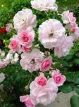 Ritz Farming® Climbing Rose Big Size Flower Seeds for Your Home and Gardening Pack of 80 to 100 seeds (WHITISH PINK)