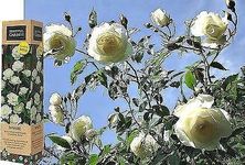 1 Fragrant Rosa 'Iceberg' White Climbing Rose Bare Rooted Bush Plant for Brighten Garden Outdoor Landscape Shrub Border Walkway Vertical Hedge