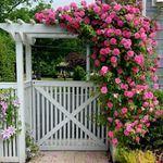 Carbeth Plants Pink Climbing Rose in 3L Pot - Summer Flowering - Excellent for Walls, Pillars Trellises and Arches