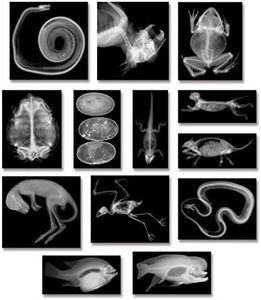 Roylco R5910 Animal X-Ray Set, 8" x 10" Size