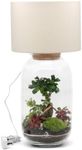 DIY Terrarium Lamp Kit with Plants: