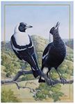 Maxwell & Williams Birds of Australia KC 10yr Anniversary Tea Towel 50x70cm Magpie