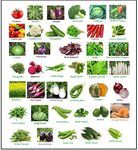 Green River Vegetable Seeds 40 Varieties Of 2060+ Seeds Tested And Packed For Terrace and Kitchen Gardening (Free Digital Instructions Manual)