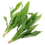 K2AQUA 2 x Large Echinodorus Amazonicus Live Aquarium Plants Amazon Sword for Aquascaping Freshwater Tropical Tank Decoration Easy Care