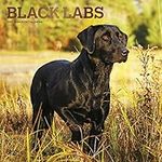 Black Labrador Retrievers 2022 12 x