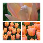 Single Early Tulip Apricot Beauty x 10 Flower Bulbs Size 10/11 Pretty Spring Flowers