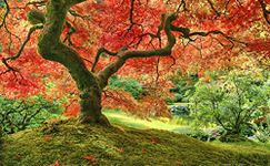 Pintoo Jigsaw Puzzles 1000 Piece for Adults - Japanese Garden in Portland Beautiful Plastic Puzzle for Home Decor Zero Dust Easy Storage [H2296]