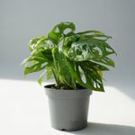 RVG Swiss Cheese plant with grow pot for home decors and gardens