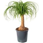 Pony Tail Palm Large Indoor House Plant Real Evergreen Nolina Tall Home Plants (60-70cm incl. Pot)