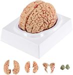 Human Brain Model for Teaching Neuroscience with Vessels Life Size Anatomy Model for Learning Science Classroom Study Display Medical Model