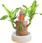 Perpetual Brazilian Wood Plant For Home - 2 PcsLucky Brazil Wood Potted Plant Healthy Indoor Live Lucky for Living Room, Office, Feng Shuie (Without Pot)