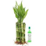 NW Wholesaler - Live Lucky Bamboo 4
