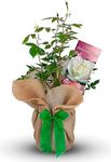 Carbeth Plants Silk Wedding Rose - 12th Anniversary Rose Bush - Gift Wrapped Silk Anniversary Rose