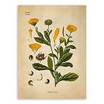 Pot Marigold Plant Print - Old Bota