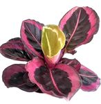 The Four Seasons Calathea Roseopicta Surprise Star aka Princess Jessie Rare Imported Variety Live Plant in Pot