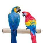 Congo® 18" Inch Dotted Perch Made with Safe Eucalyptus Wood for African Grey, Macaw, Cockatoos, Amazon and Other Big Birds (Piece of 01)