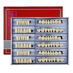 168 Pcs Dental Synthetic Resin Tooth Denture 3 Sets False Teeth 23 A3 Upper Lower Shade Dental for Halloween Horror Teeth