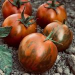 Tomato Seeds Black Zebra - Heirloom Indeterminate Cherry Tomato Plant Seed