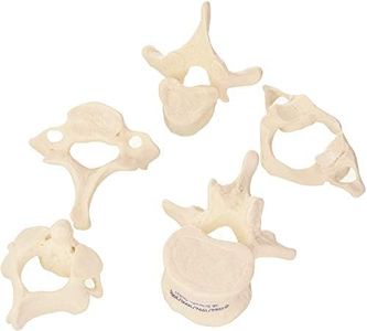 3B Scientific A75/1 5 Vertebre + software gratuito di anatomia - 3B Smart Anatomy